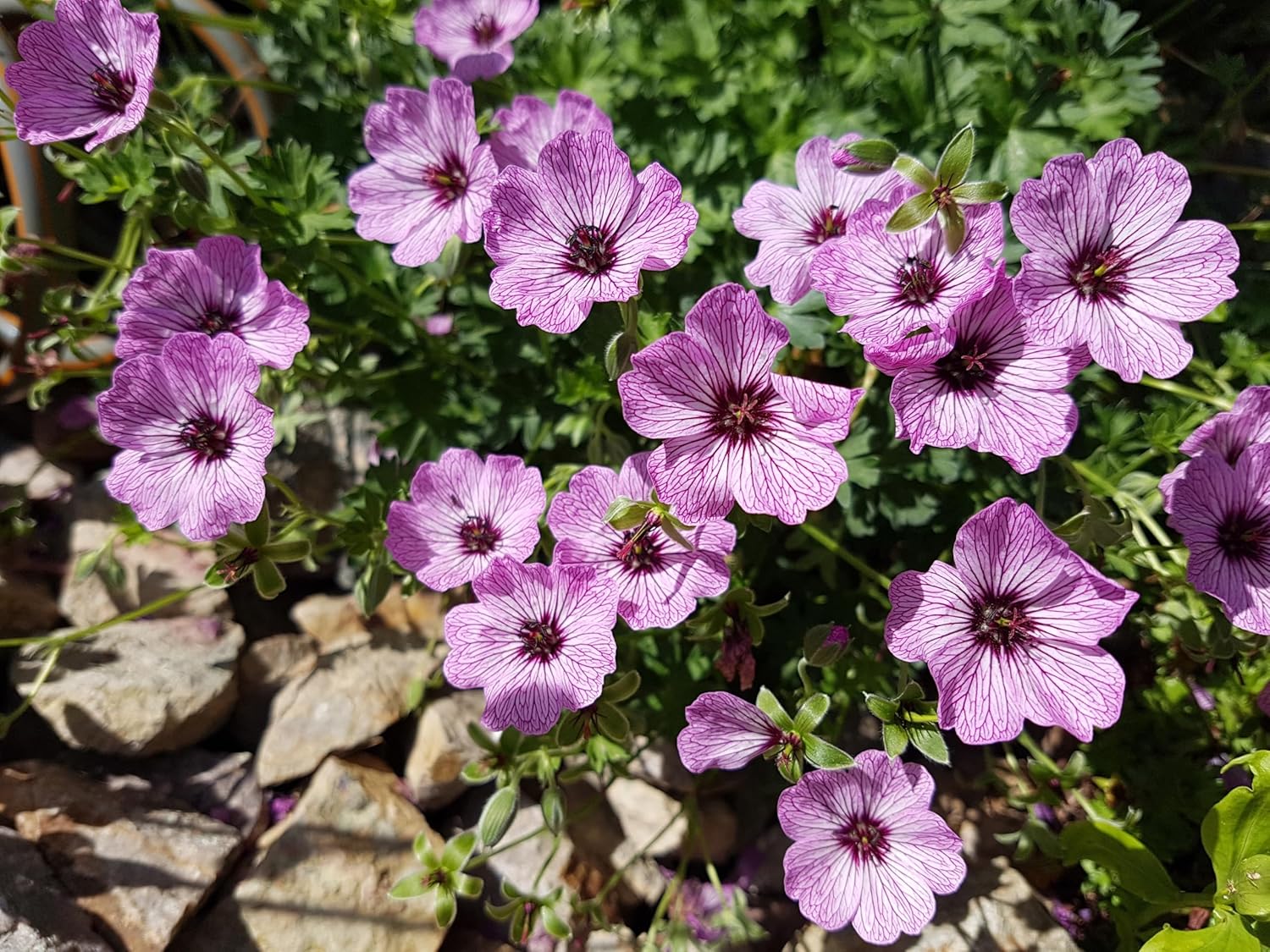 Geranium cinereum 'Ballerina' / Aschgrauer Storchschnabel