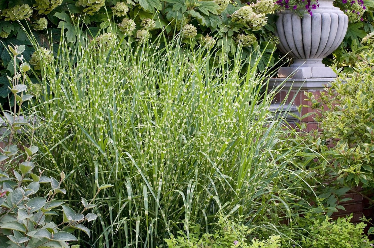 Miscanthus sinensis 'Giraffe' / Zebra Chinaschilf