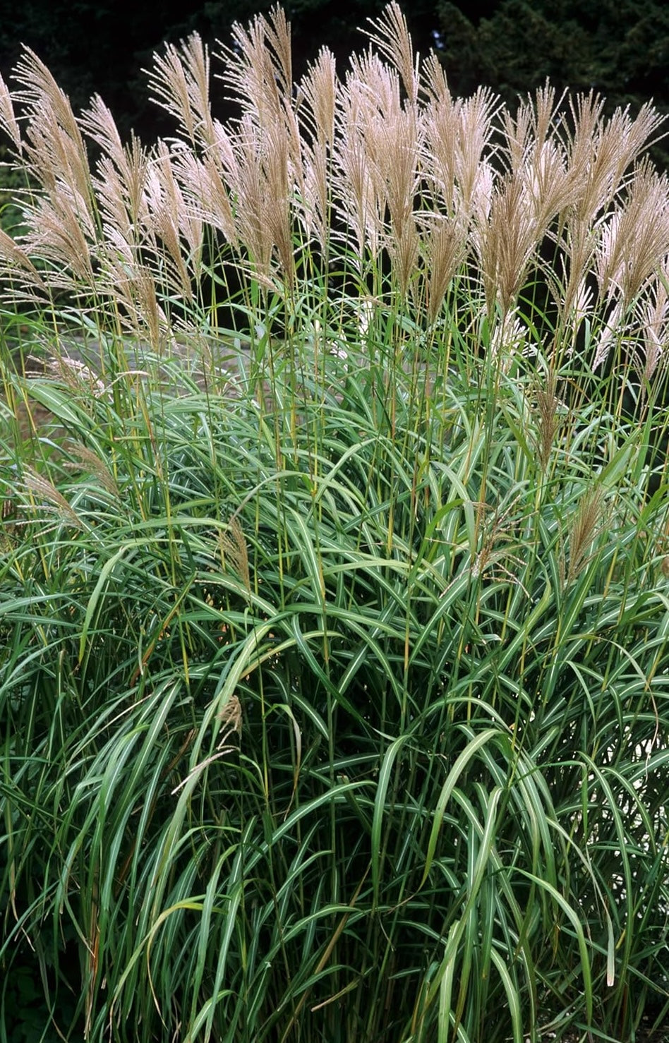 Miscanthus sinensis 'Goliath' / Großes Chinaschilf