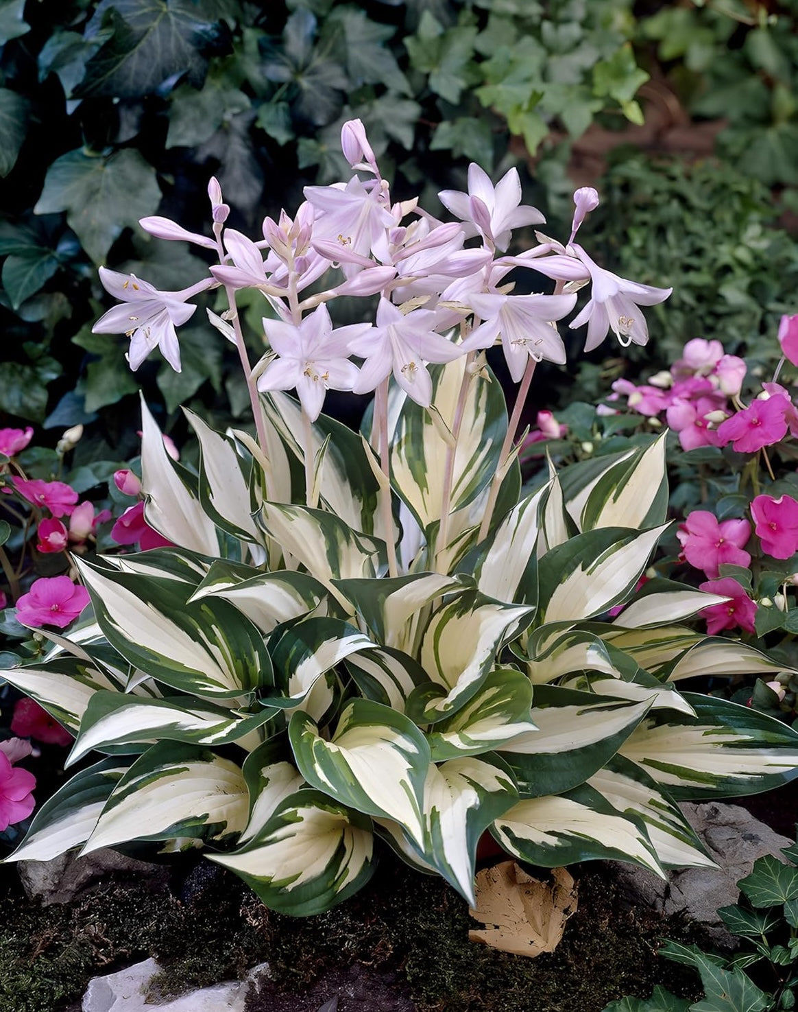 Hosta x fortunei 'Fire and Ice' / Weißbunte Funkie