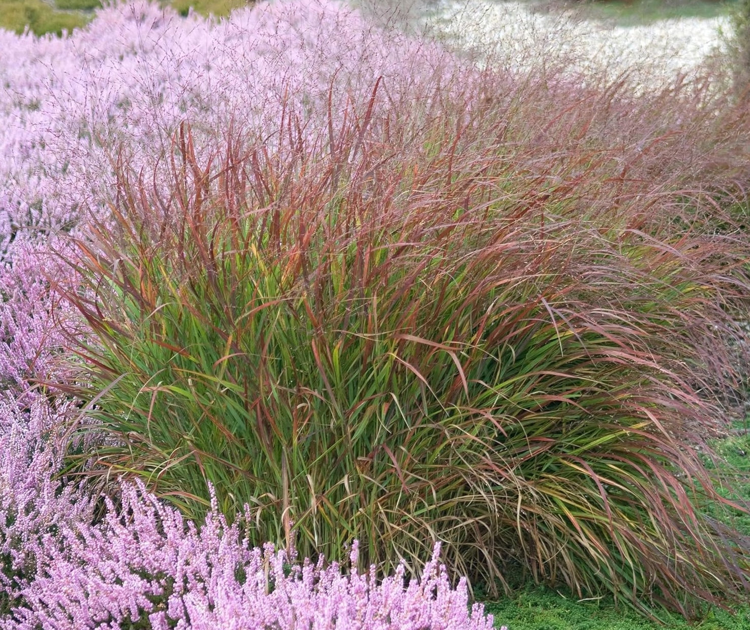 Panicum virgatum 'Rotstrahlbusch' / Rote Rutenhirse