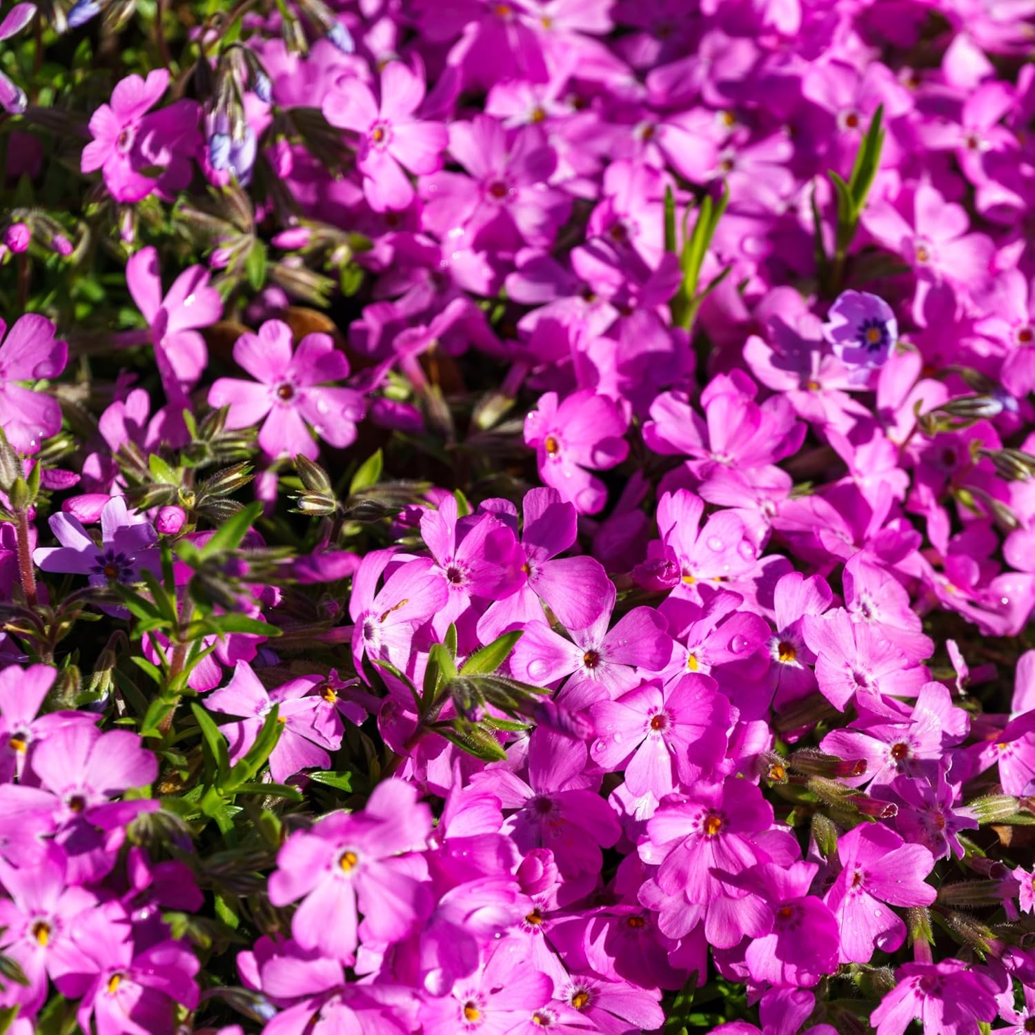 Phlox subulata 'McDaniel's Cushion' / Violetter Polster-Phlox