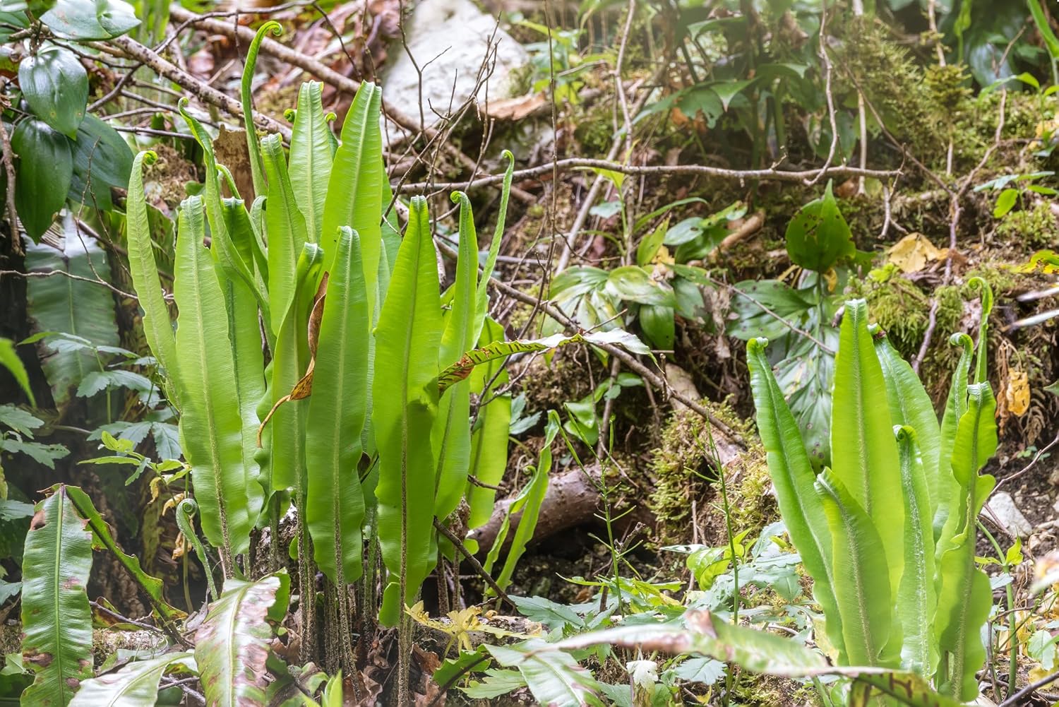 Phyllitis scolopendrium 'Angustifolium' / Hirschzungenfarn
