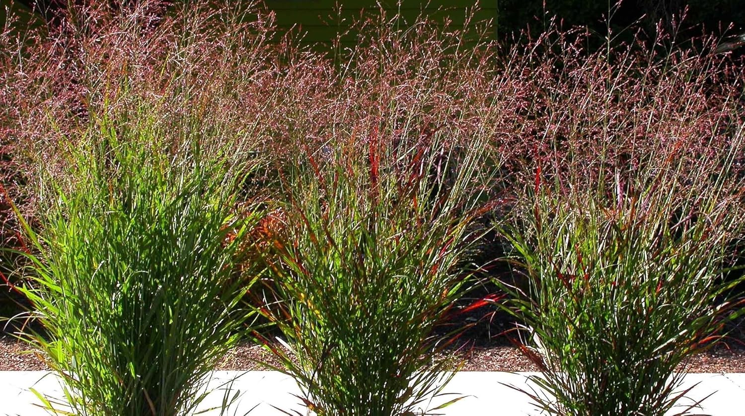 Panicum virgatum 'Cardinal' / Rote Rutenhirse