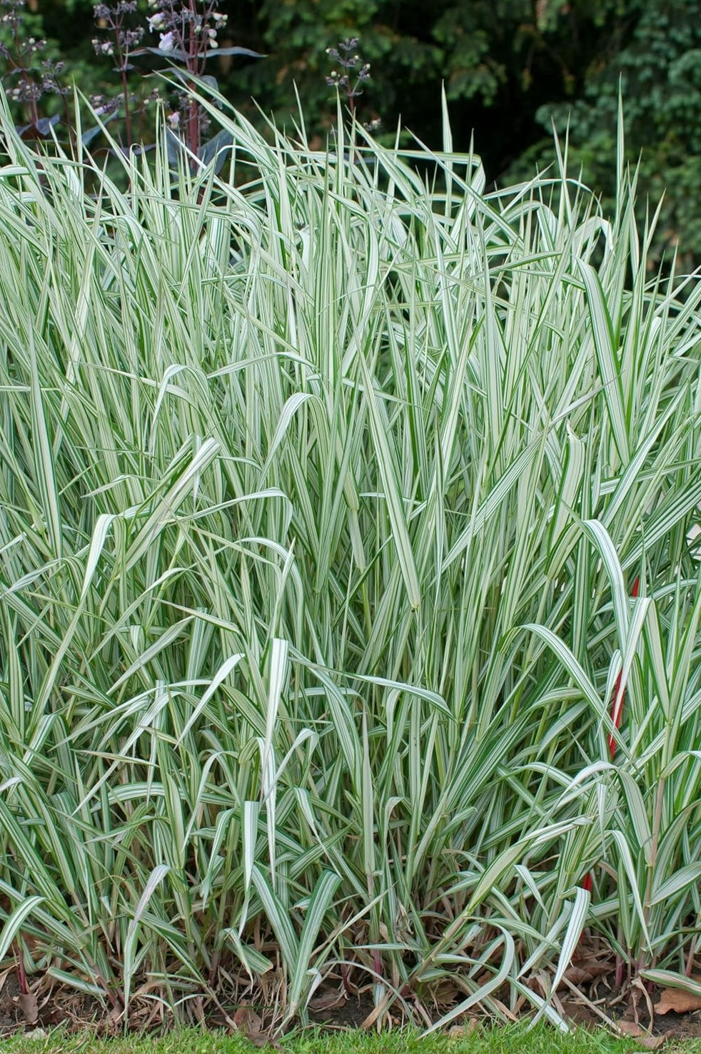 Phalaris arundinacea 'Feesey' / Rohrglanzgras