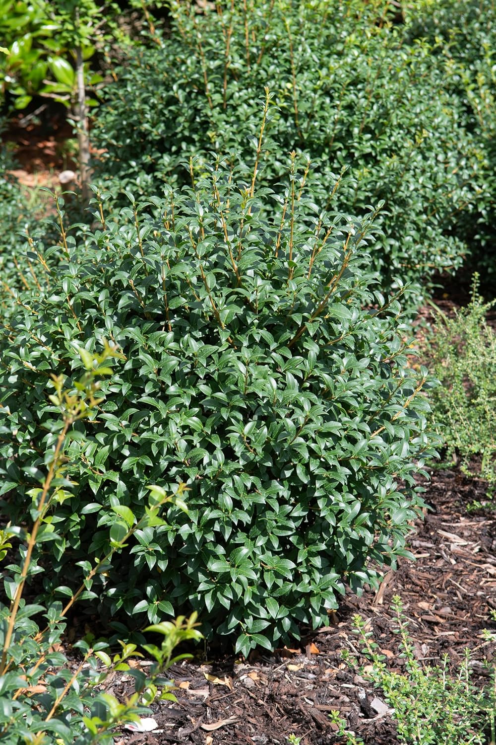 Osmanthus burkwoodii / Frühlingsduftblüte