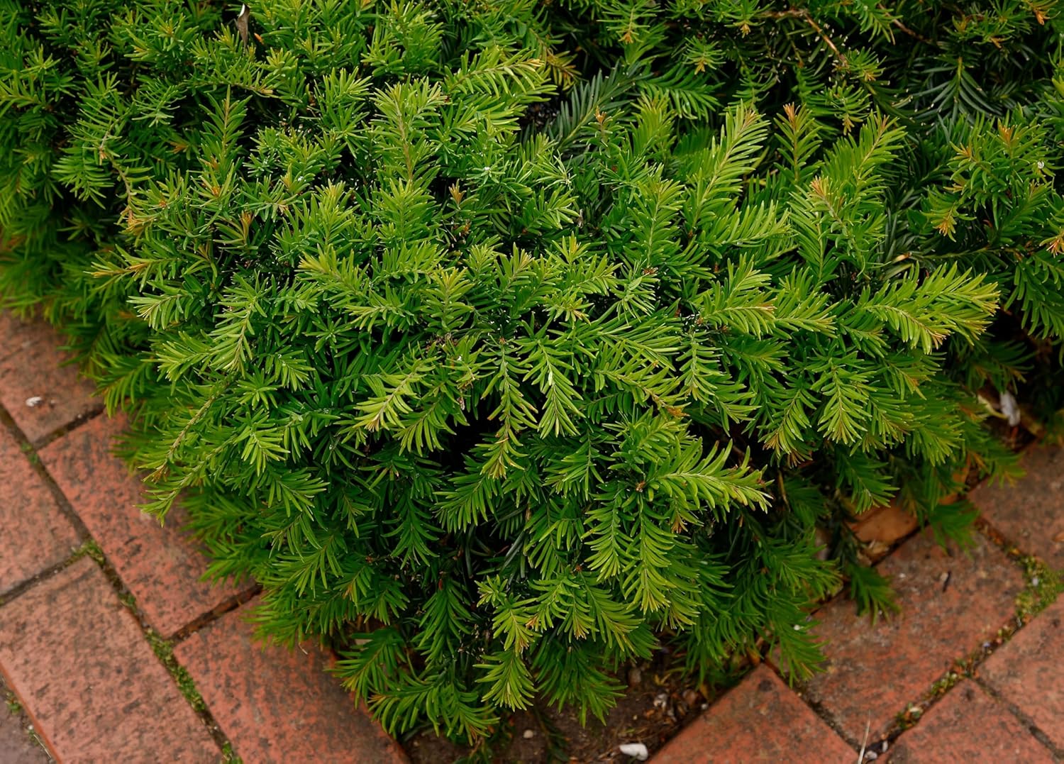 Taxus baccata 'Repandens' / Bodendeckereibe