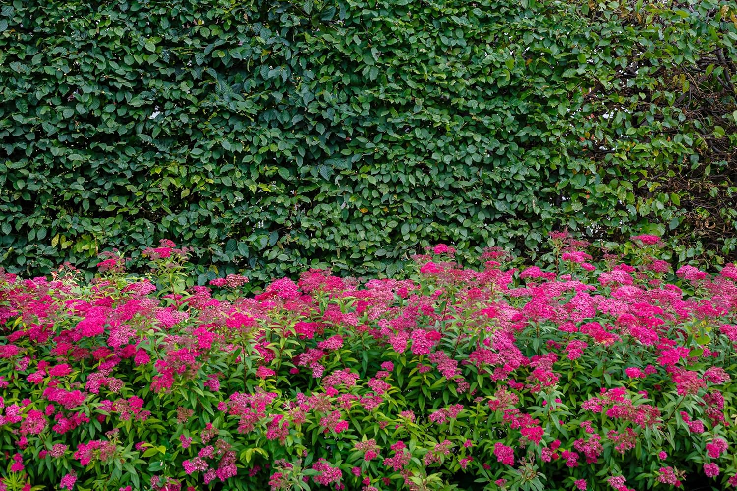 Spiraea japonica 'Anthony Waterer' / Rote Sommerspiere