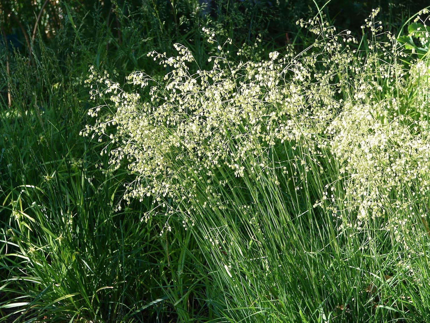 Briza media / Zittergras