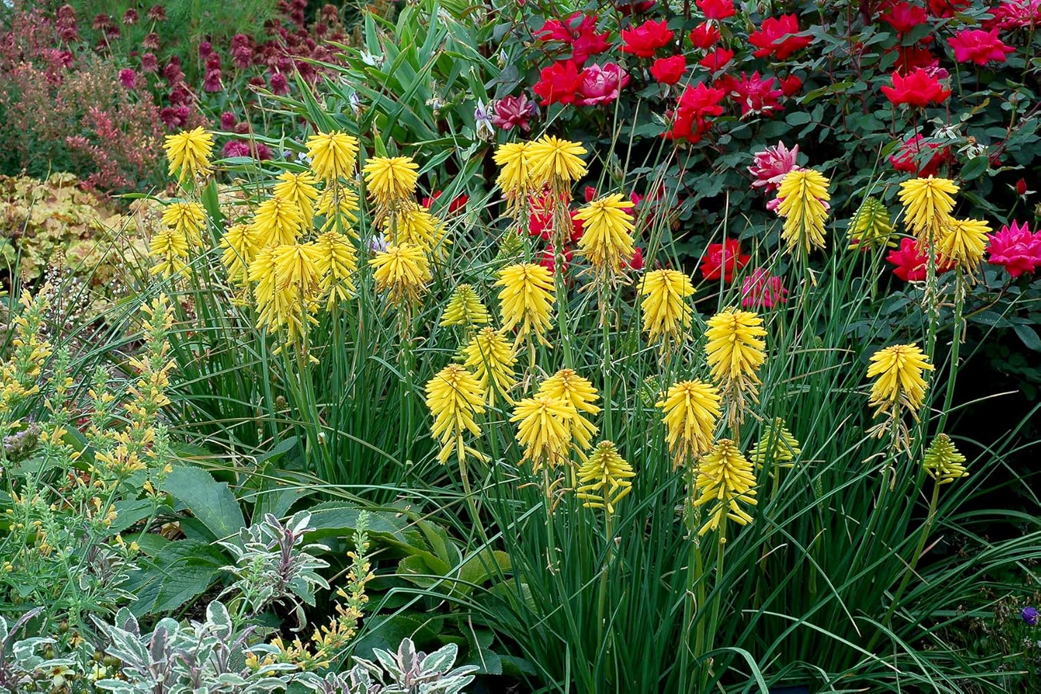 Kniphofia 'Banana Popsicle’ / Gelbe Fackellilie - Tritome