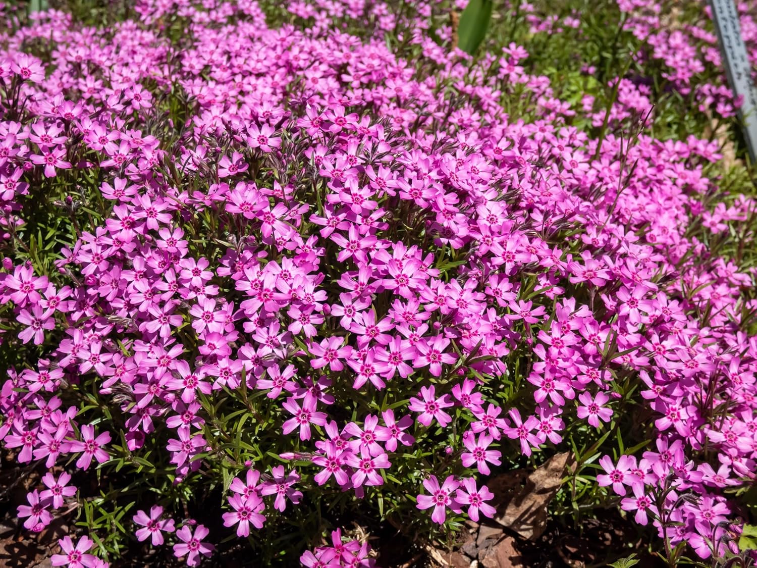 Phlox subulata 'Zwergenteppich' / Zwerg Polster-Phlox