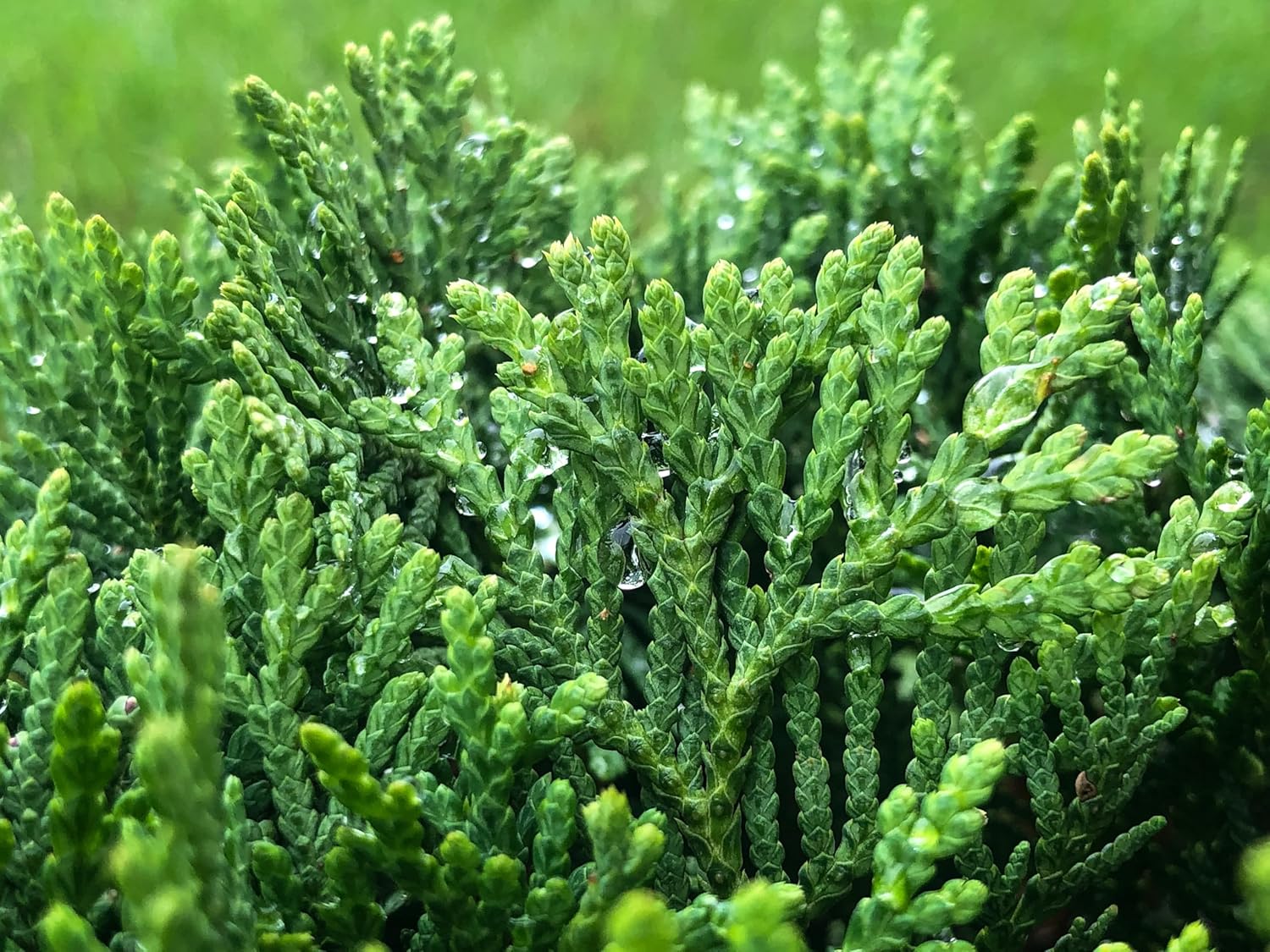 Thuja occidentalis 'Smaragd' / Lebensbaum