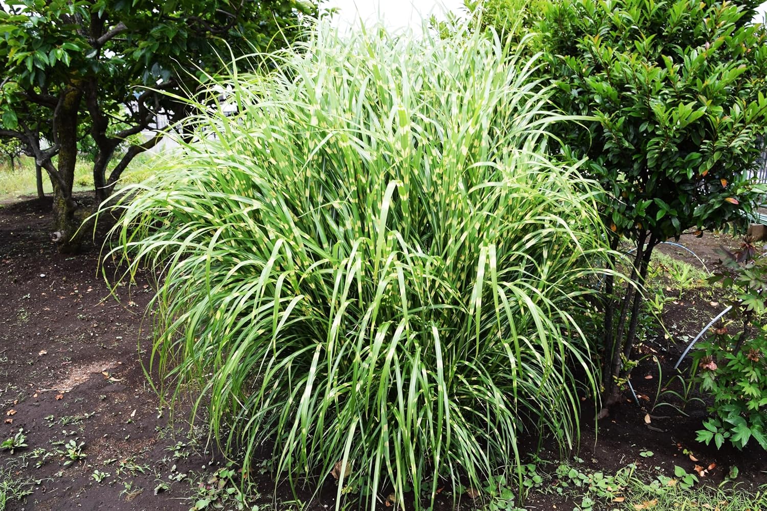Miscanthus sinensis 'Zebrinus' / Überhängendes Zebra Chinaschilf