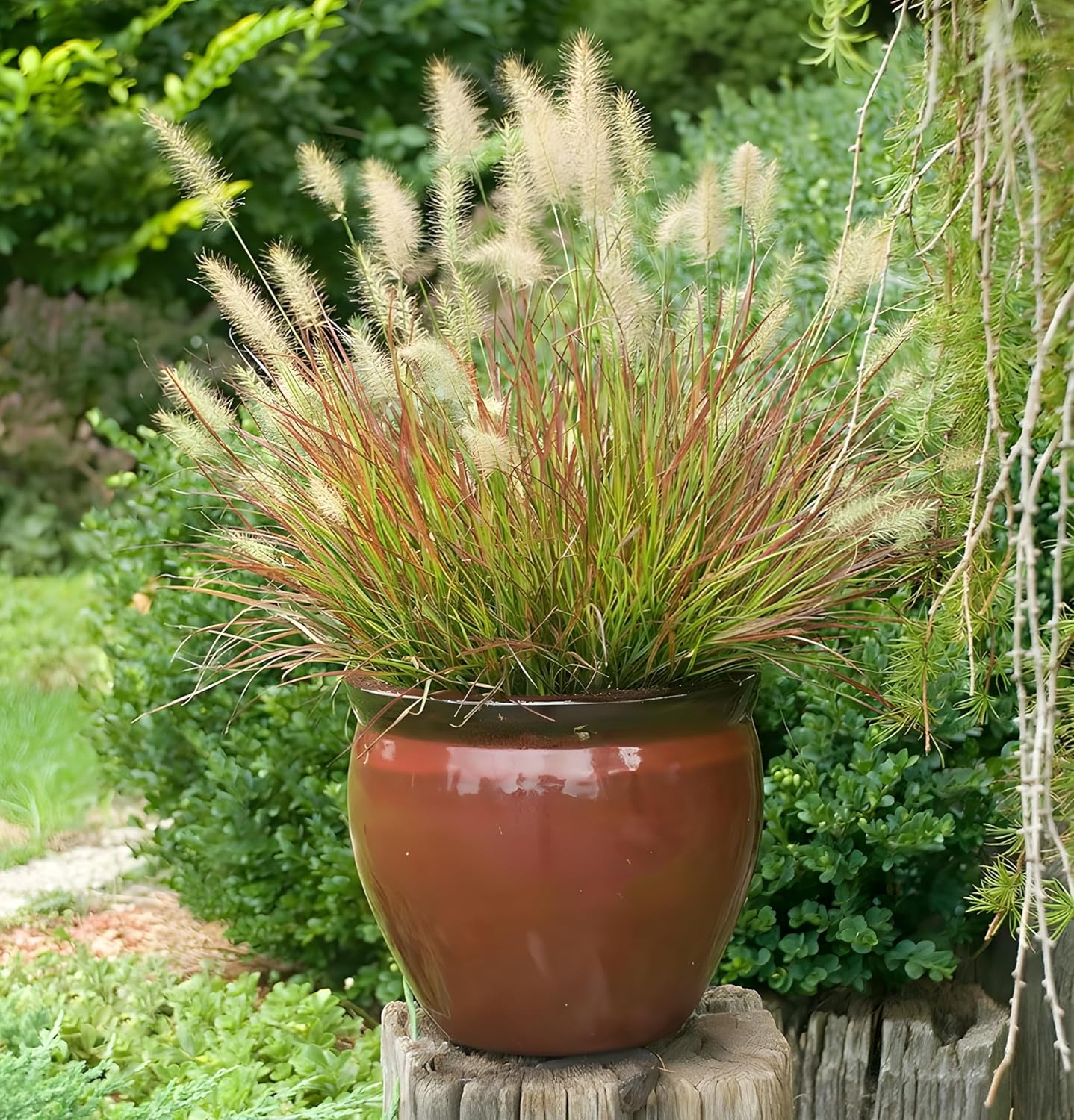 Pennisetum alopecuroides 'Burgundy Bunny' / Rotes Zwerg Lampenputzergras
