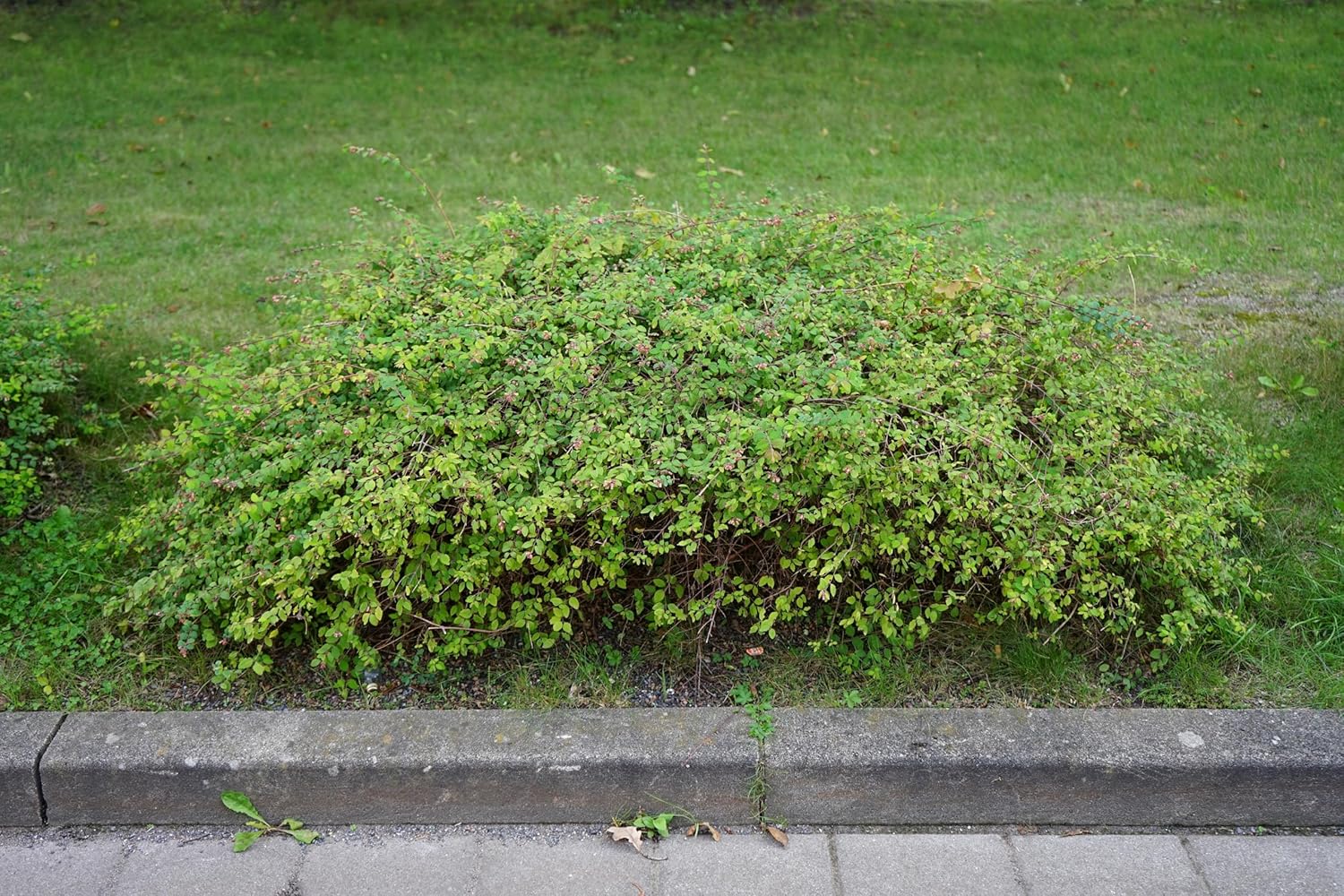 Symphoricarpos x chenaultii 'Hancock' / Niedrige Purpurbeere