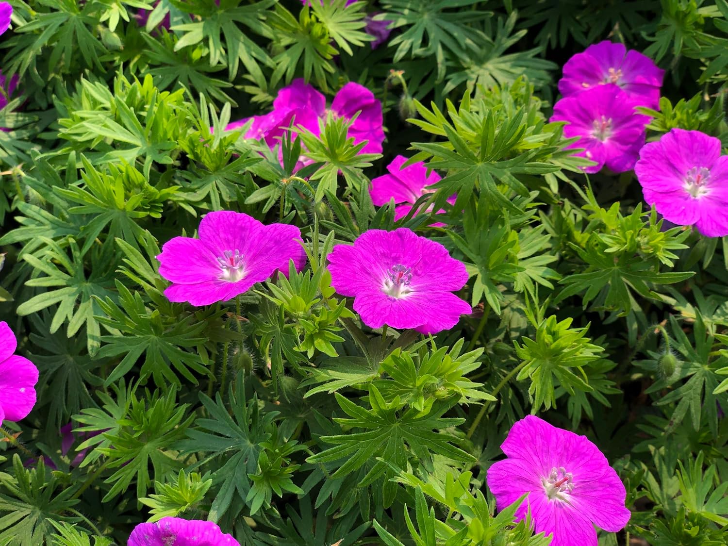 Geranium sanguineum 'Max Frei' / Blut Storchschnabel
