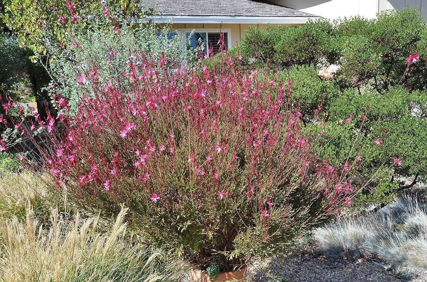 Gaura lindheimeri 'Siskiyou Pink‘ / Rosa Prachtkerze