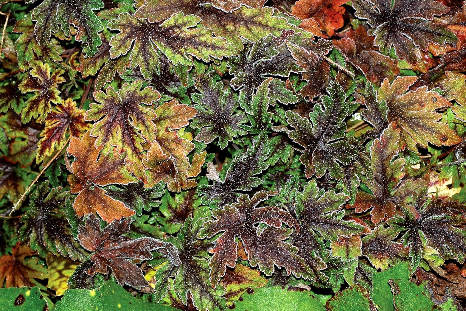 Tiarella Hybride 'Spring Symphony' / Schaumblüte