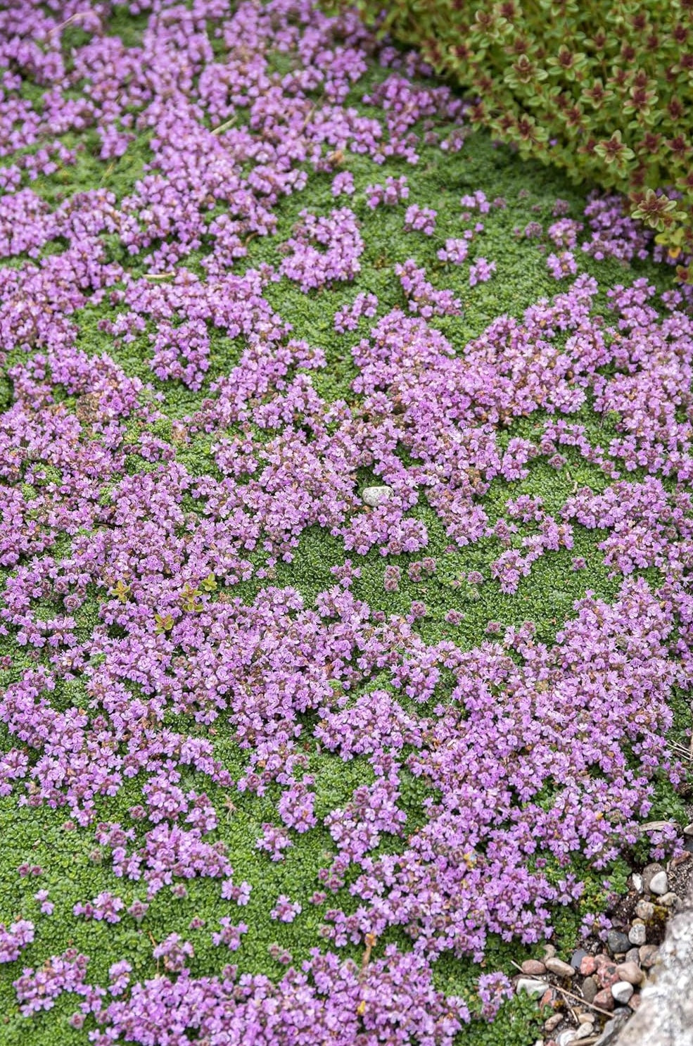 Thymus praecox 'Minor' / Kleiner Polsterthymian