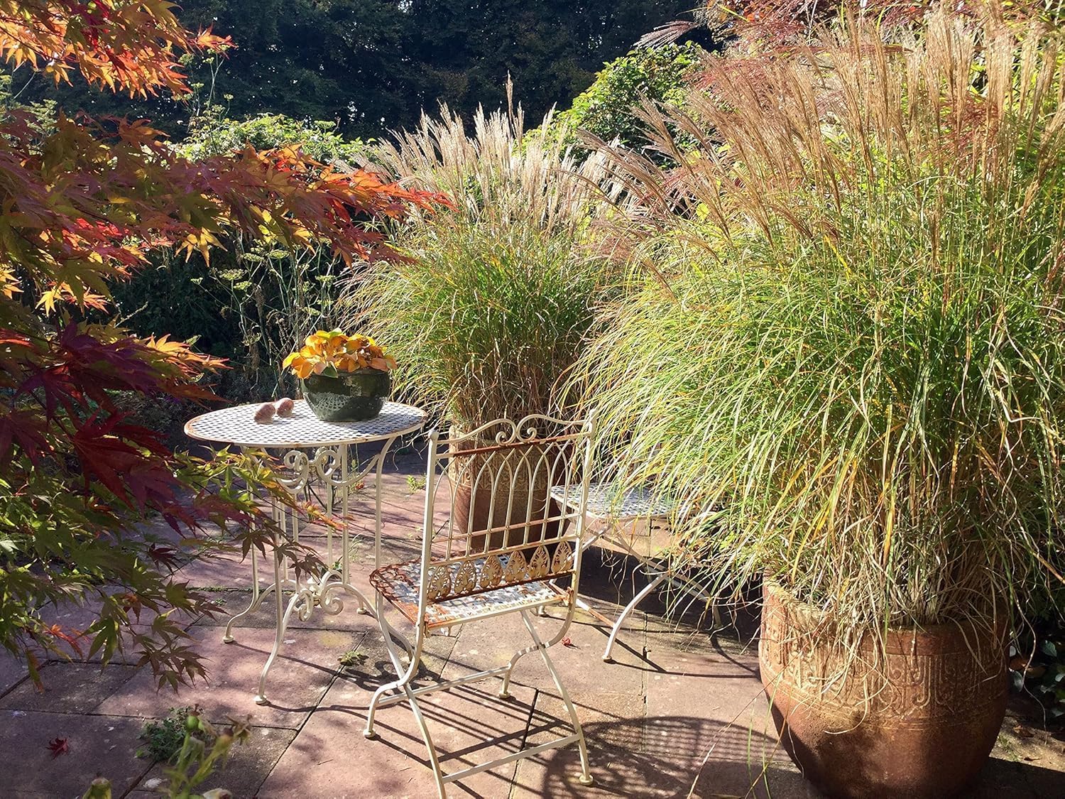 Miscanthus sinensis 'Adagio' / Zwerg-Chinaschilf