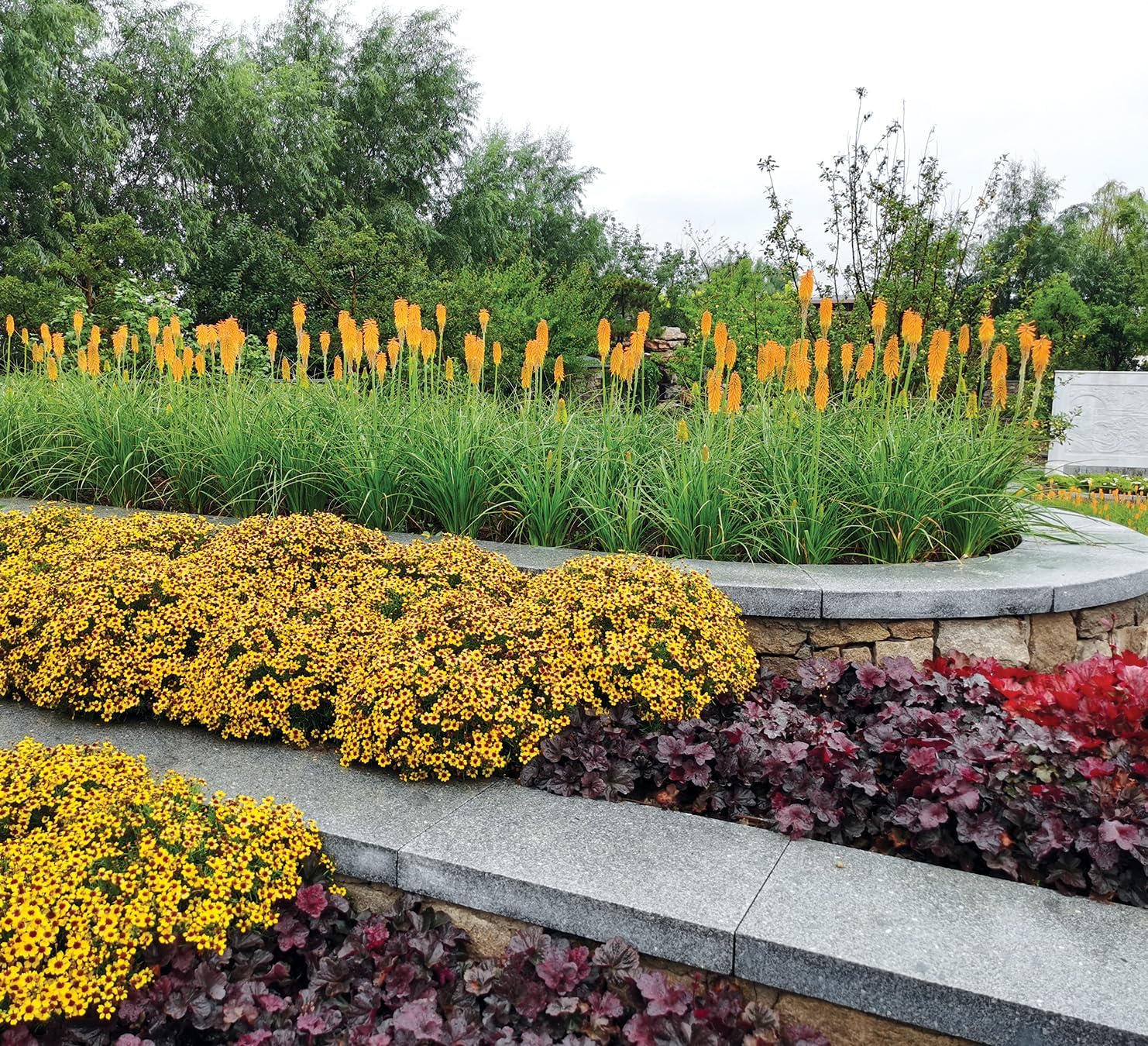 Kniphofia 'Mango Popsicle' / Orange Fackellilie - Tritome