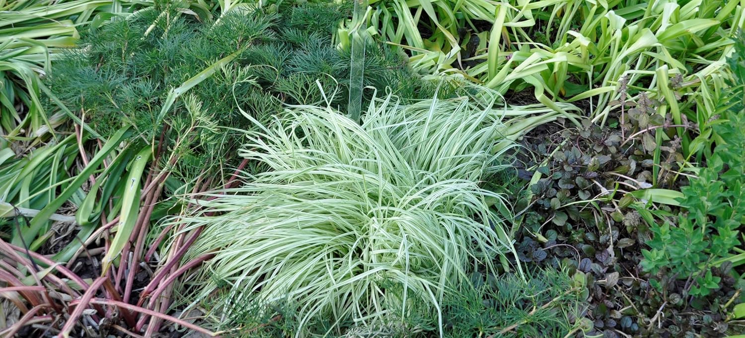 Molinia caerulea 'Variegata' / Buntes Kleines Pfeifengras