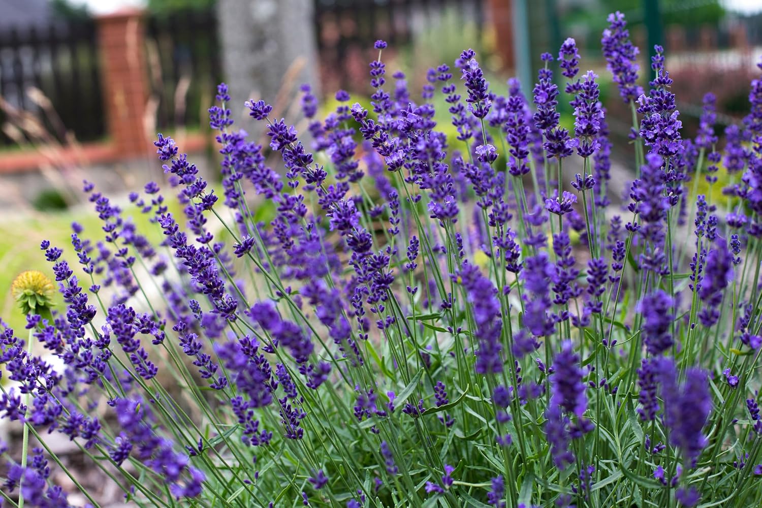 Lavandula angustifolia 'Hidcote Blue' / Echter Lavendel