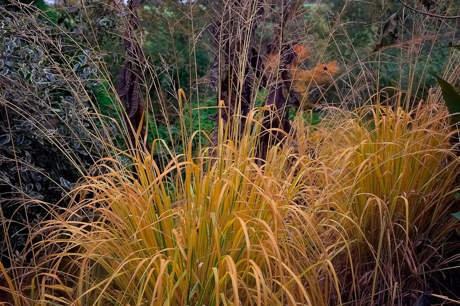 Molinia arundinacea 'Windspiel' / Hohes Pfeifengras