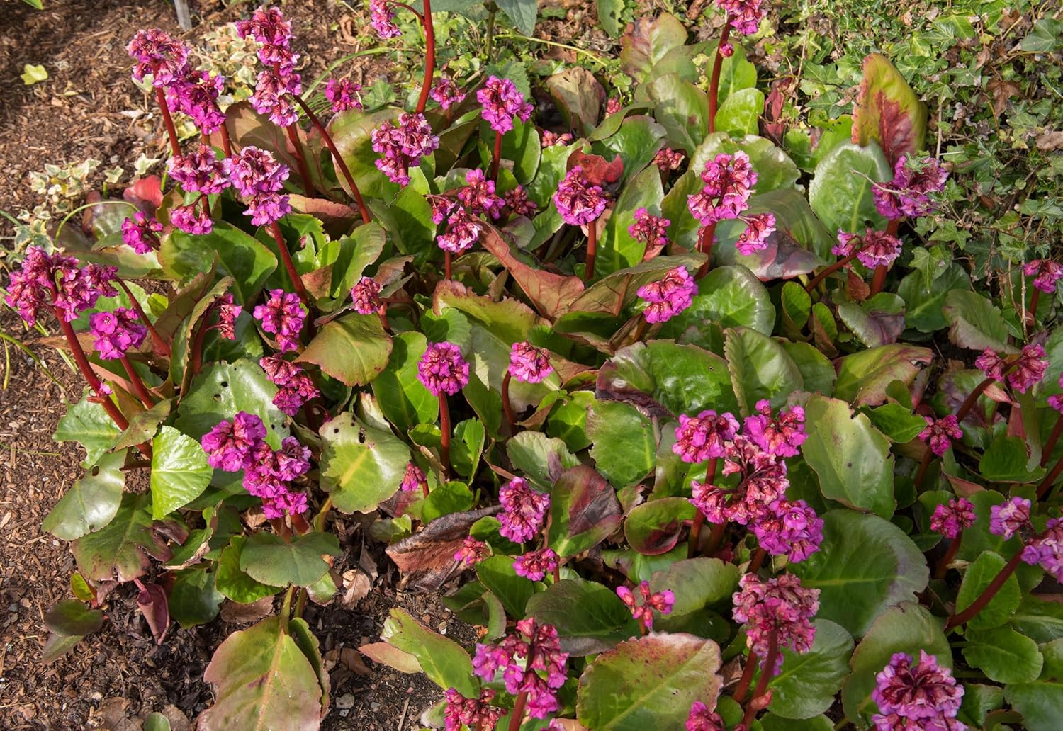 Bergenia cordifolia 'Erotica' / Bergenie
