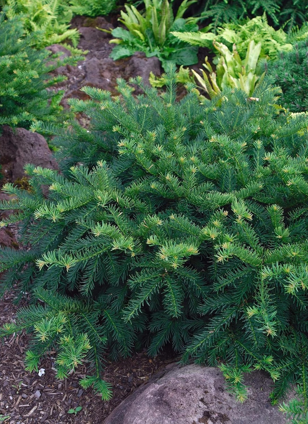 Taxus baccata 'Repandens' / Bodendeckereibe