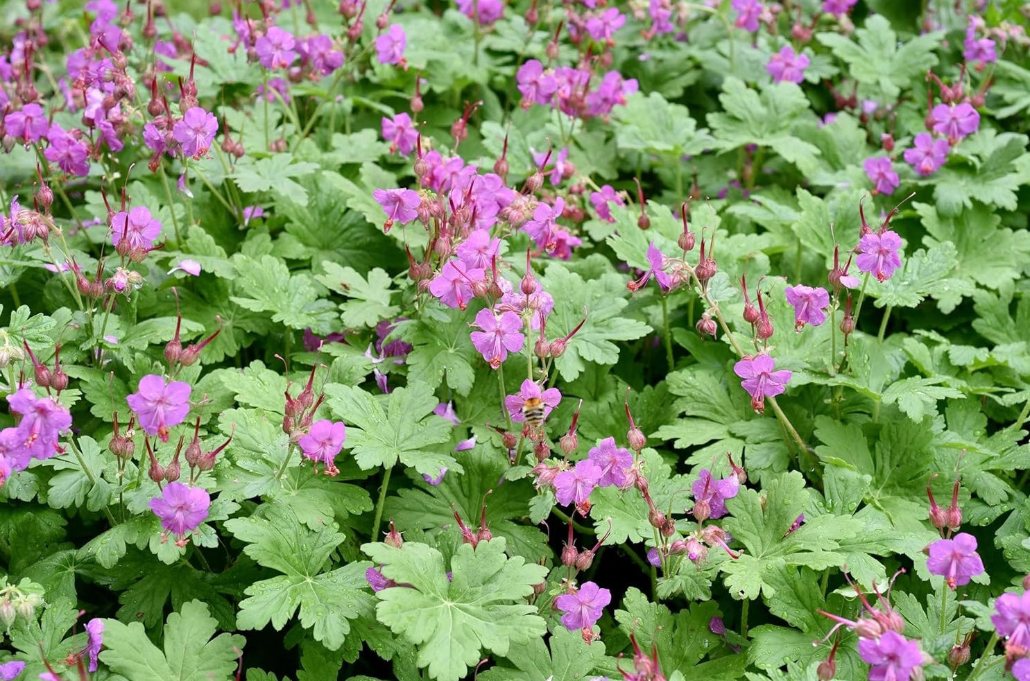 Geranium macrorrhizum 'Bevan's Variety' / Balkan Storchschnabel