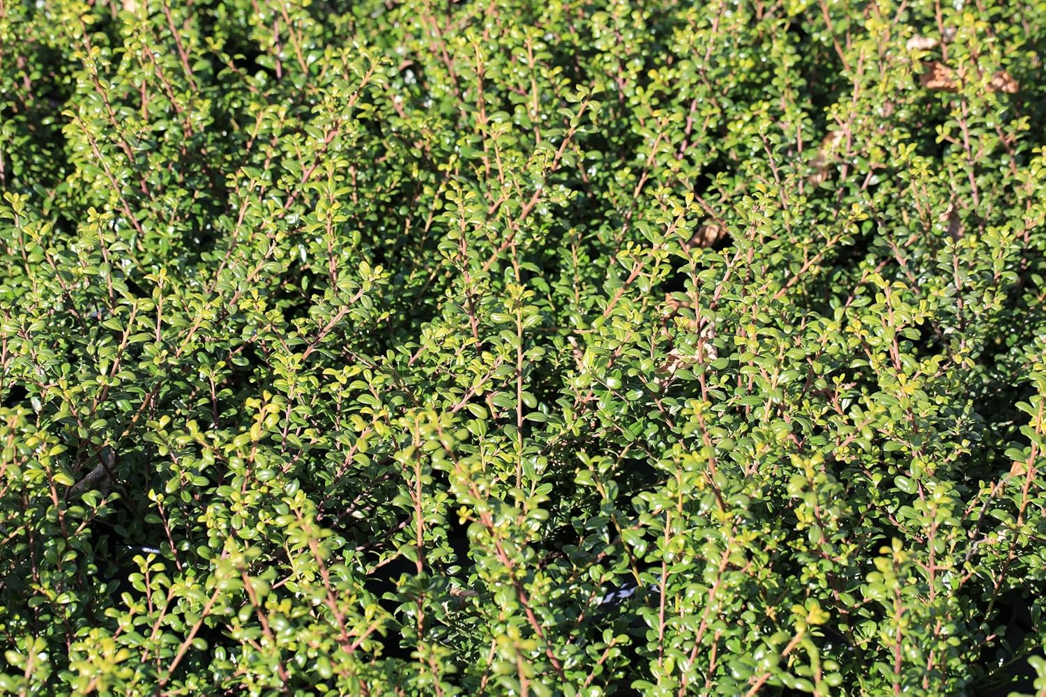 Ilex crenata 'Glory Gem' / Japanischer Berg Ilex