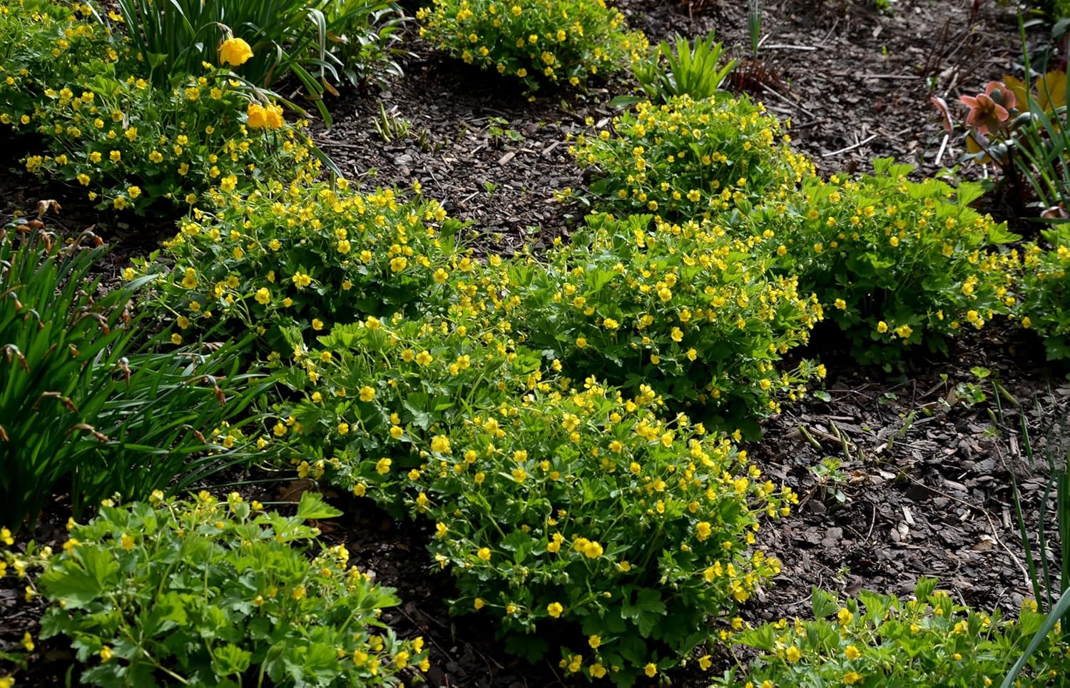 Waldsteinia geoides / Ungarwurz