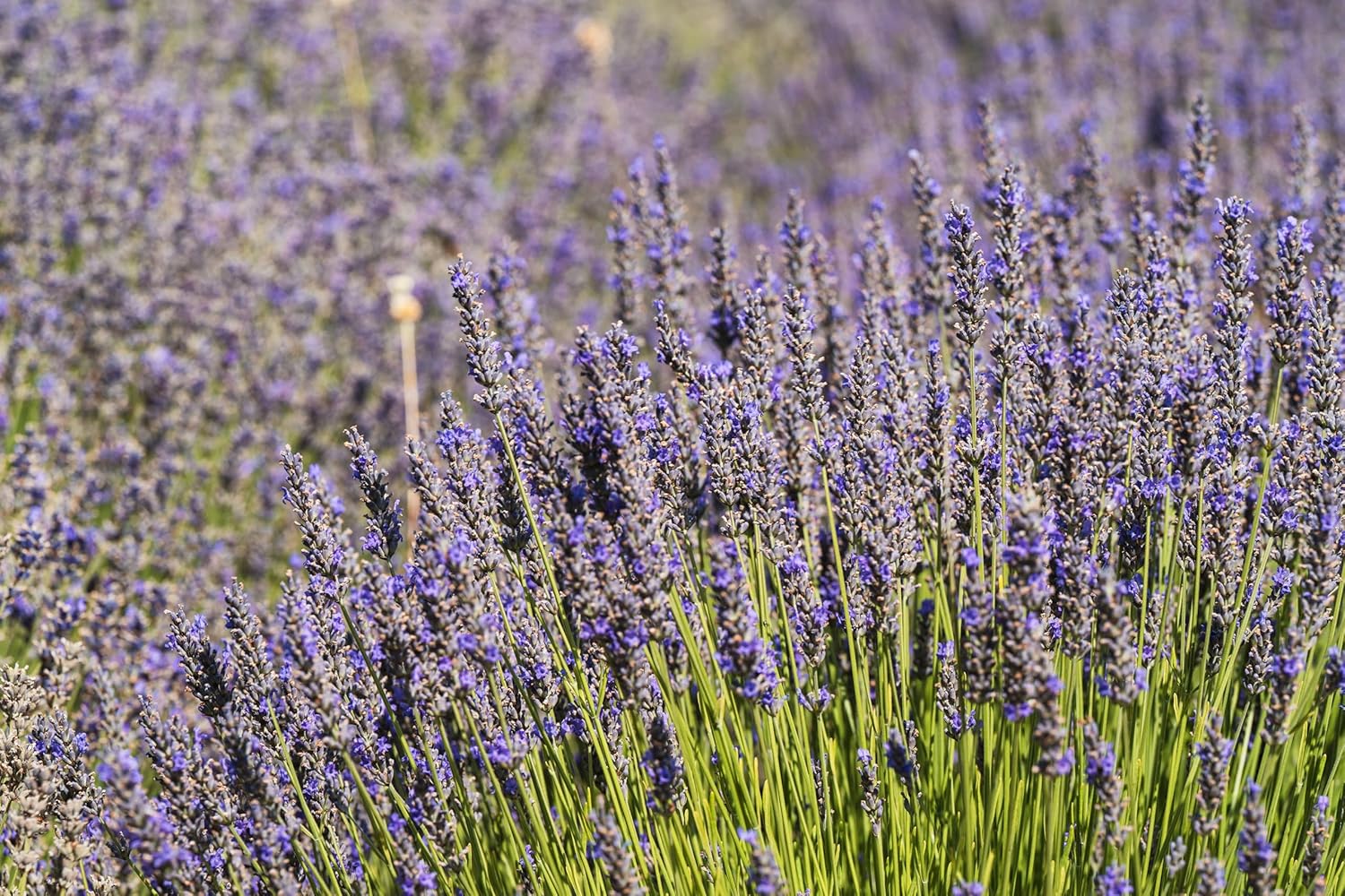 Lavandula angustifolia 'Munstead' / Echter Lavendel