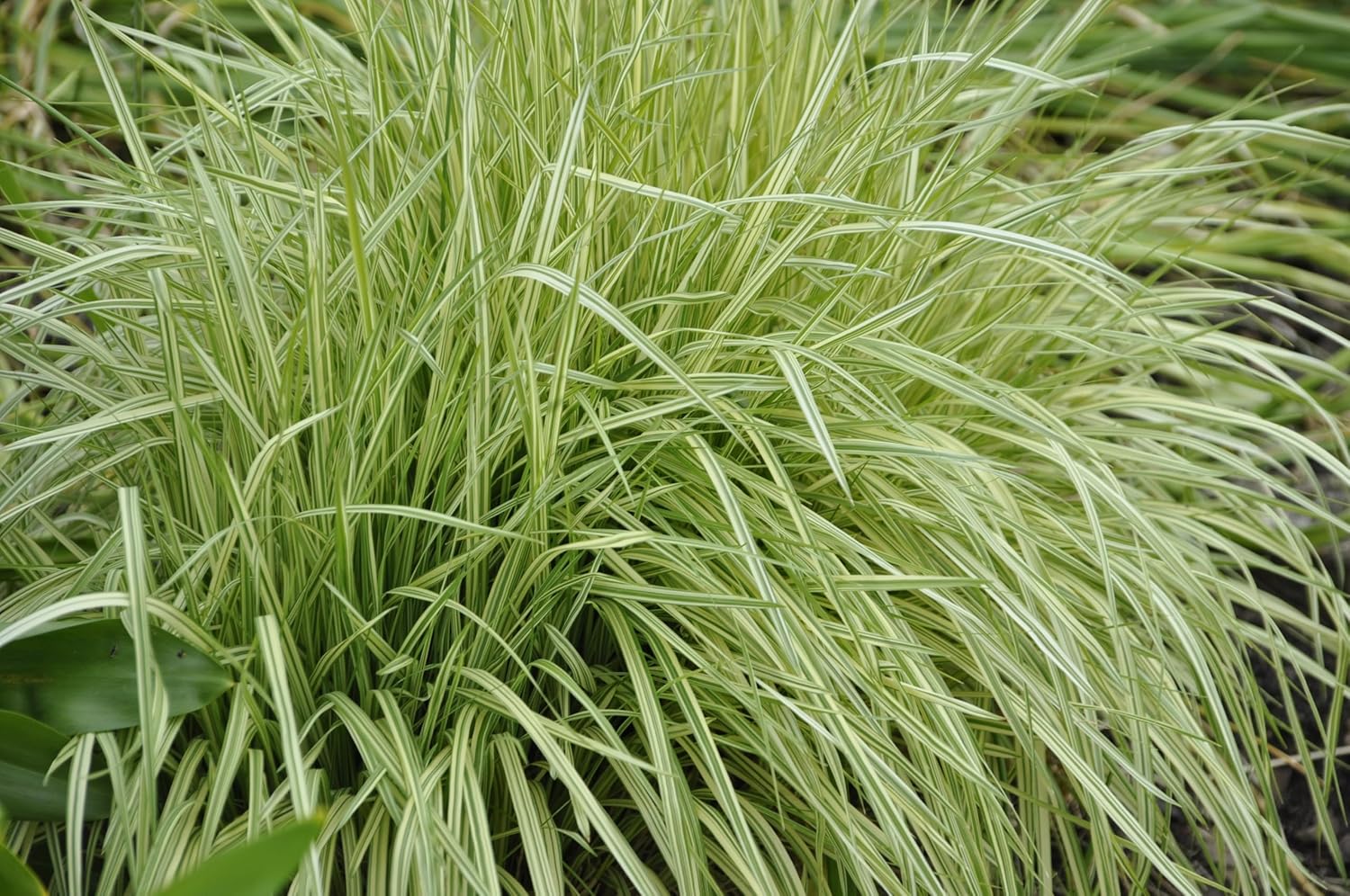 Molinia caerulea 'Variegata' / Buntes Kleines Pfeifengras