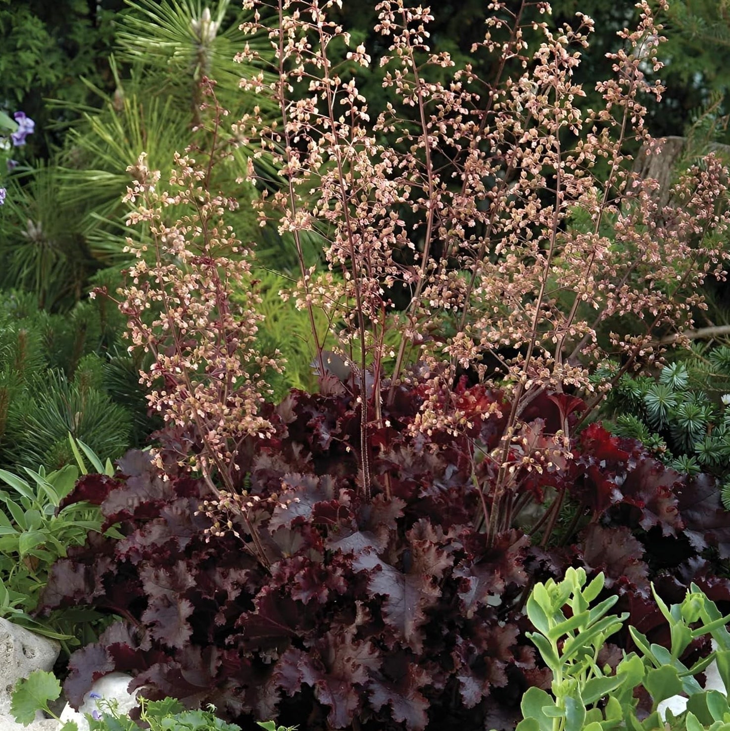 Heuchera americana 'Melting Fire' / Rotblättriges Purpurglöckchen
