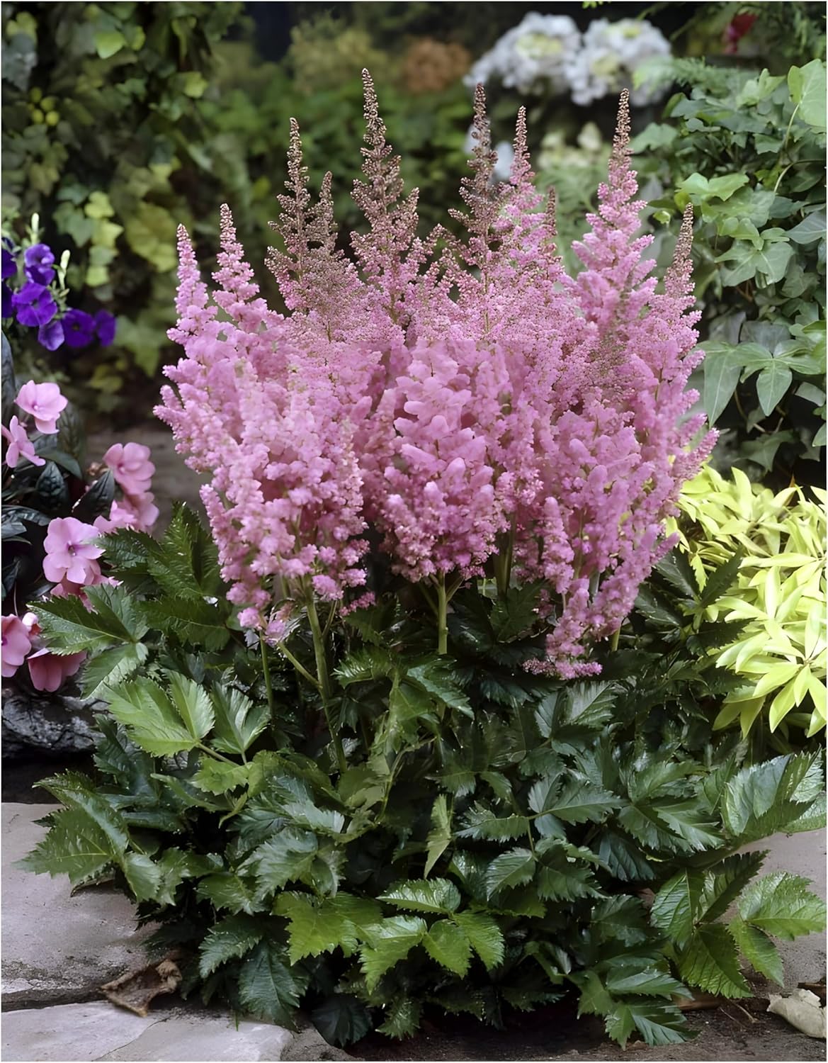 Astilbe chinensis pumila / Zwerg Prachtspiere