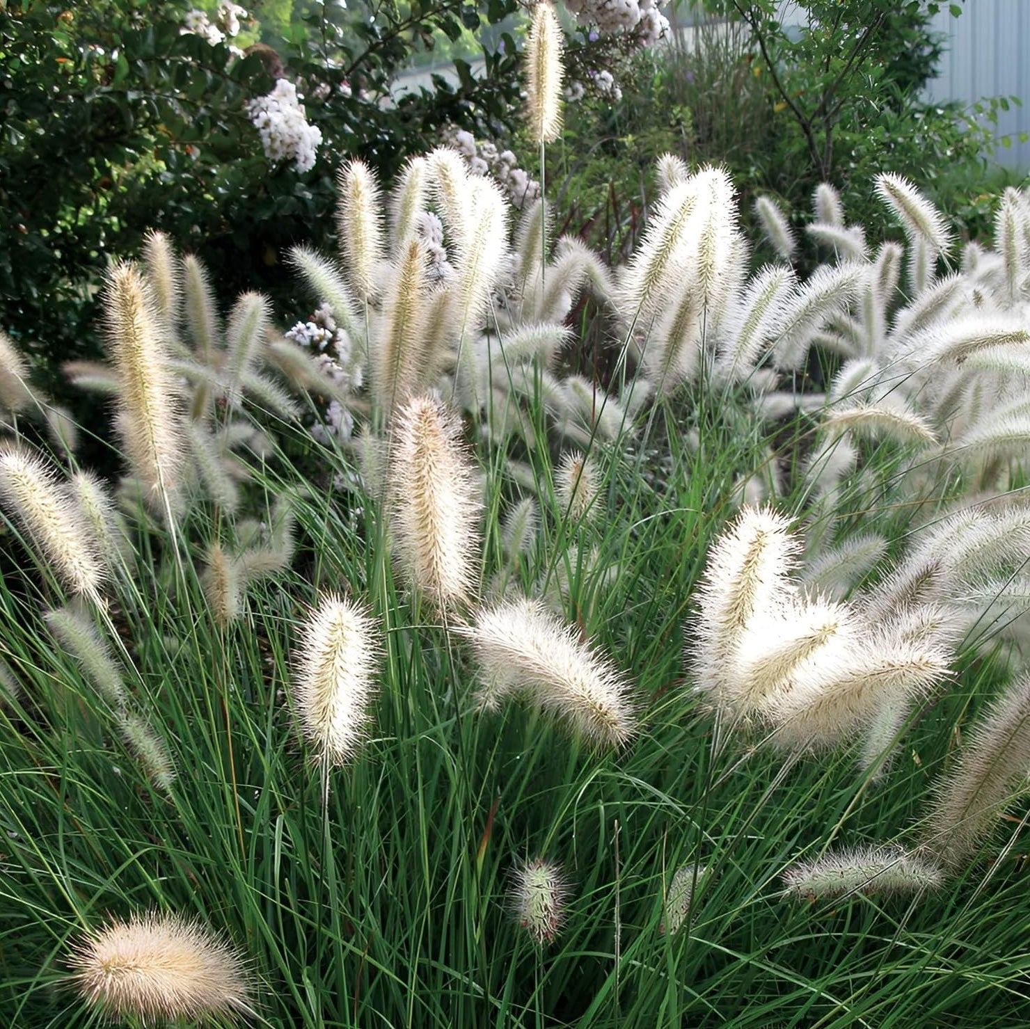 Pennisetum alopecuroides 'Cassian' / Lampenputzergras