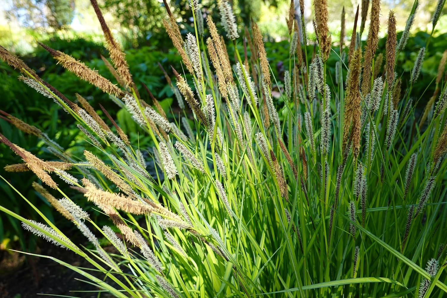 Carex oshimensis ‚JS Greenwell' / Japan Segge