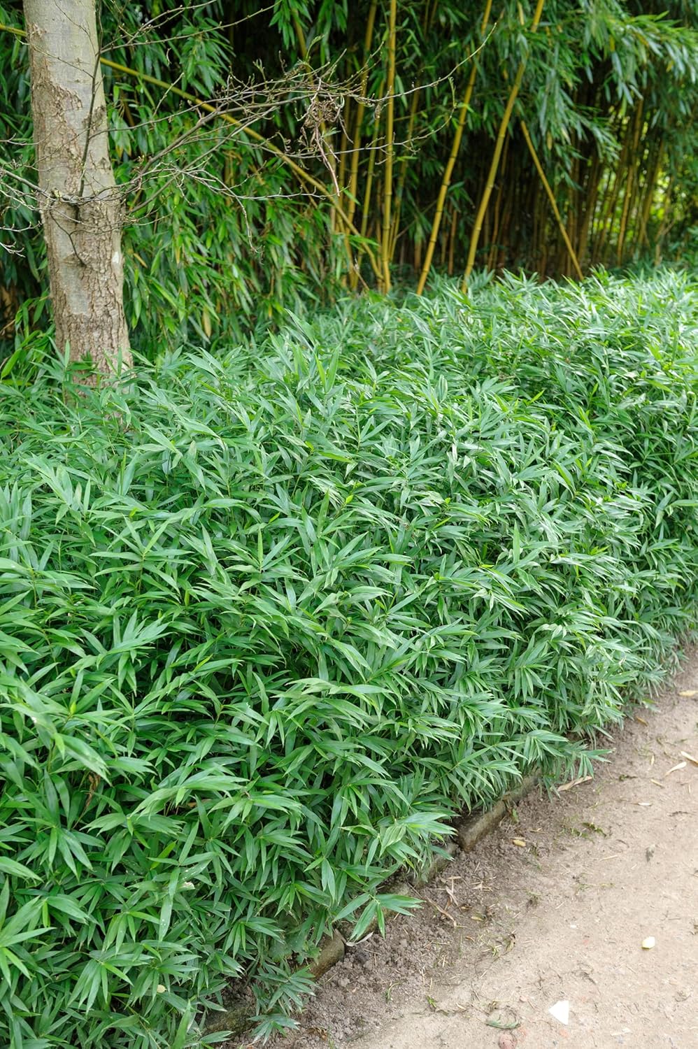 Pleioblastus pygmaeus / Zwerg-Bambus