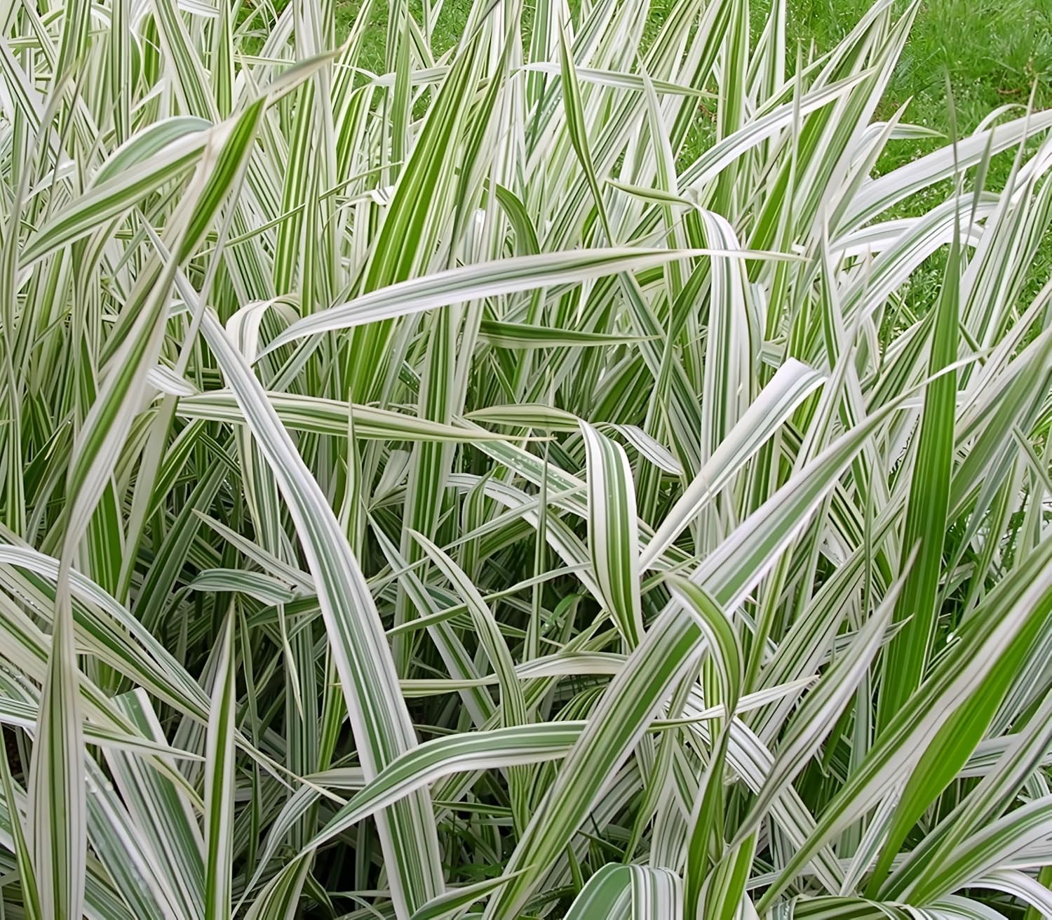 Phalaris arundnacea 'Picta‘ / Rohrglanzgras