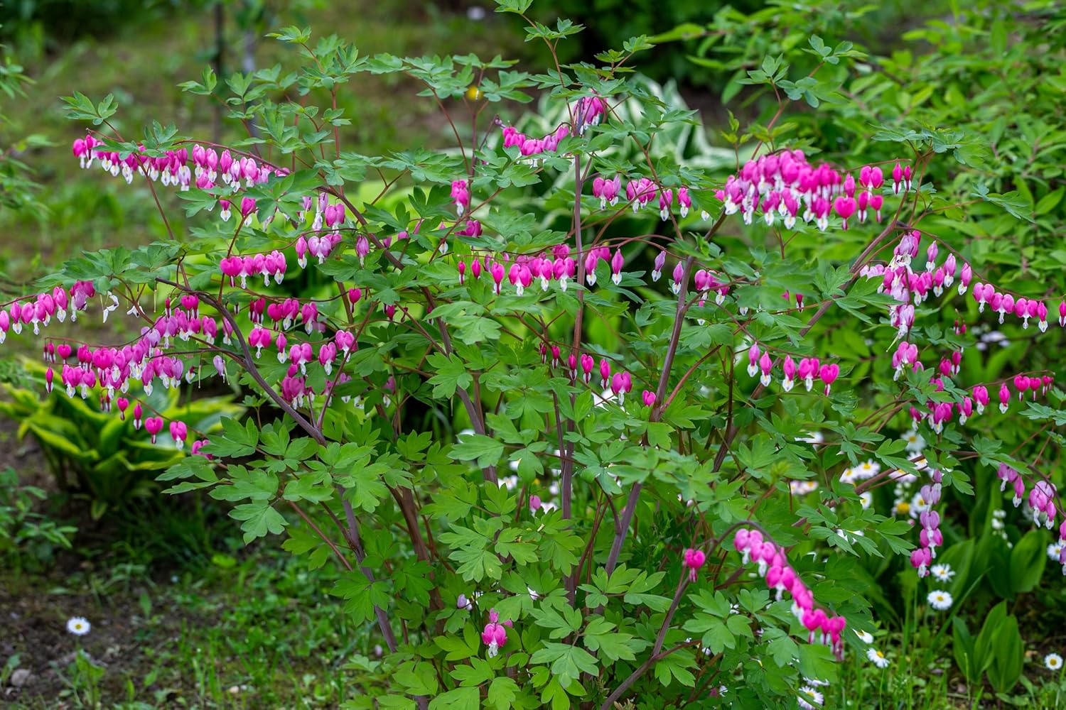 Dicentra spectabilis / Tränendes Herz