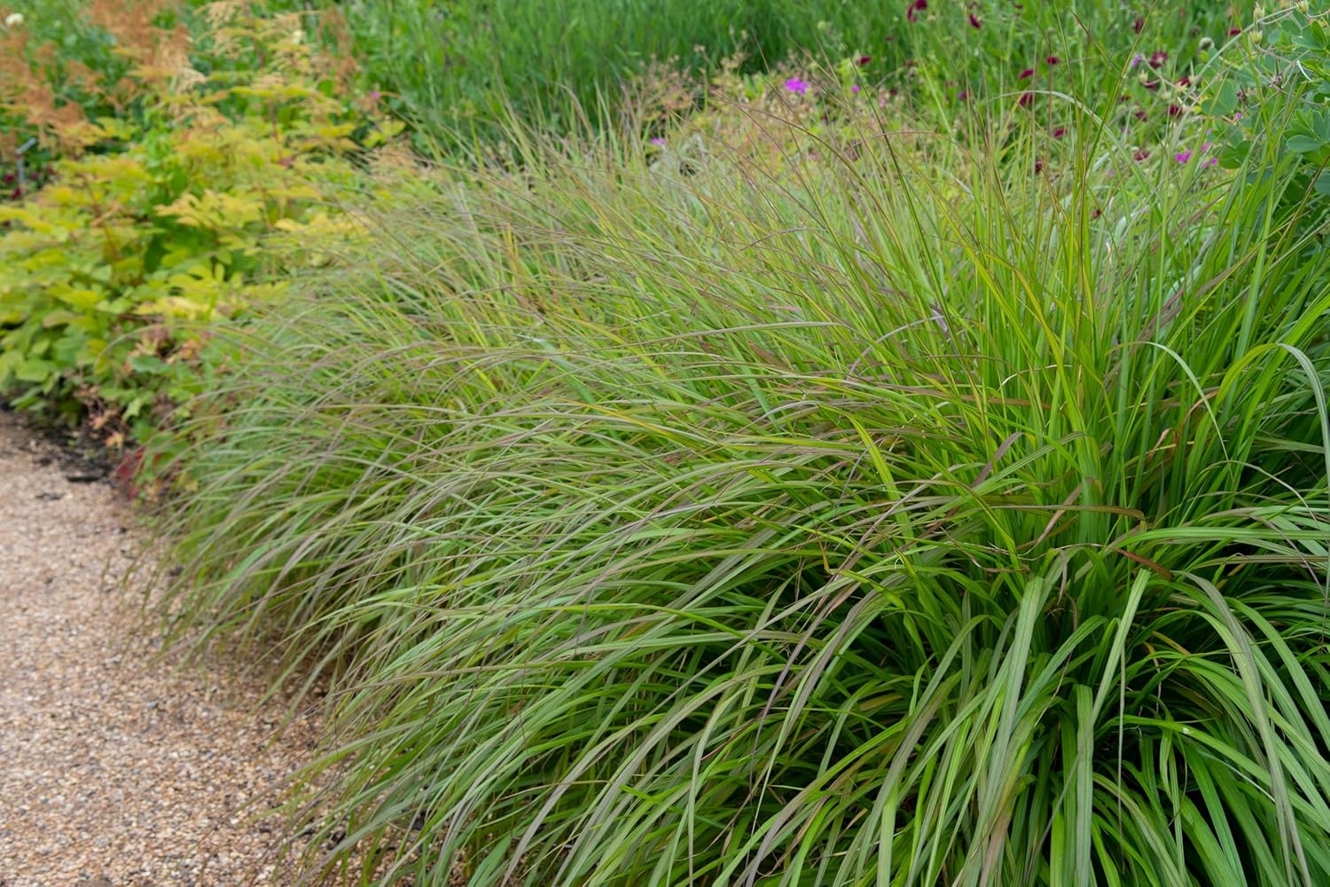 Pennisetum alopecuroides 'Moudry' / Schwarzes Lampenputzergras - XXL Topf