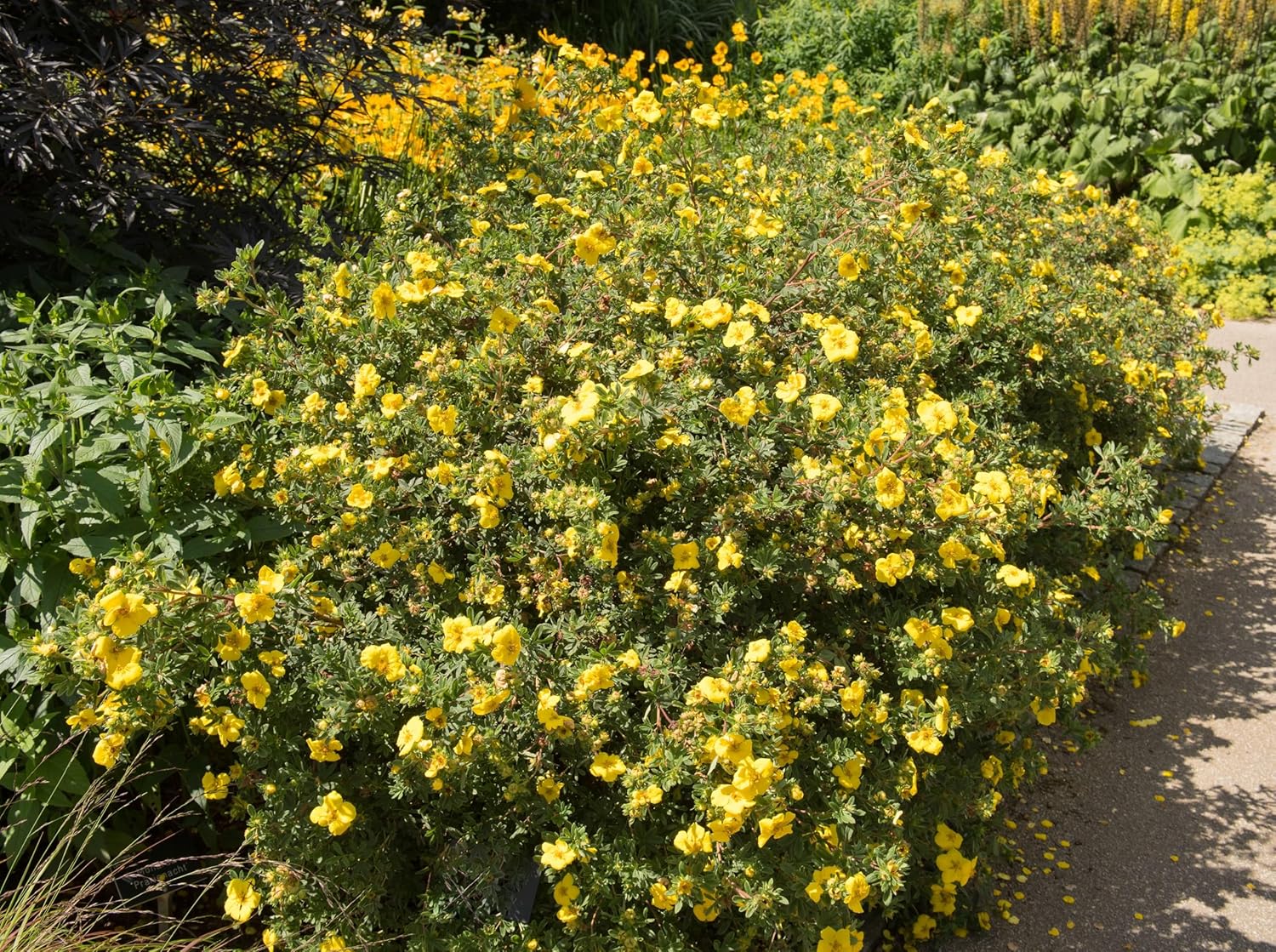 Potentilla fruticosa 'Kobold' / Gelber Fingerstrauch