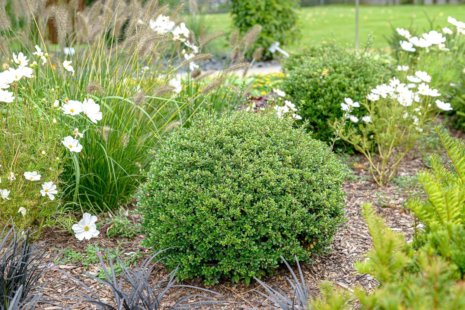 Ilex crenata 'Glory Gem' Kugel 25-35 cm / Japanischer Berg Ilex