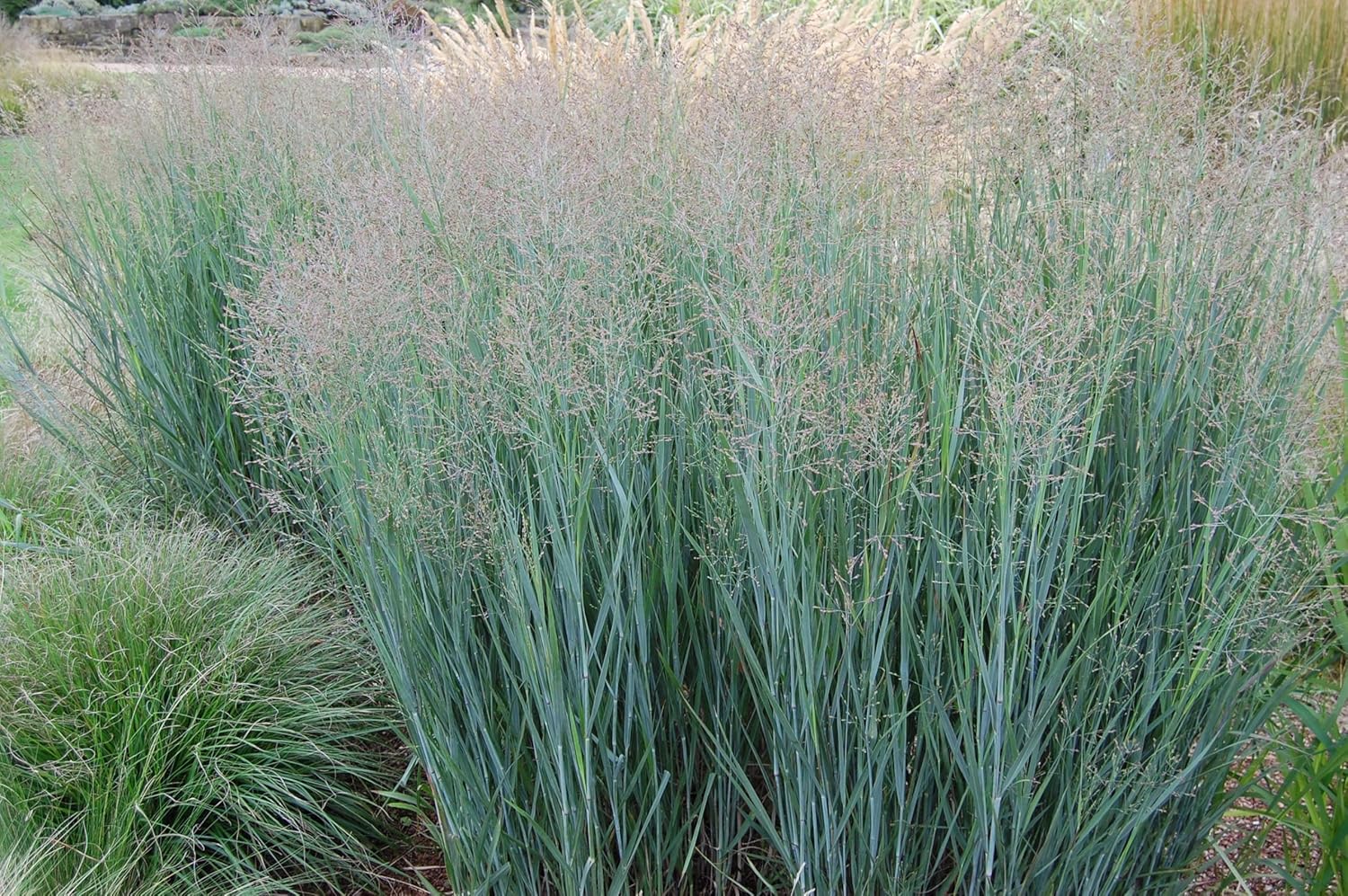 Panicum virgatum 'Heavy Metal' / Blaue Rutenhirse
