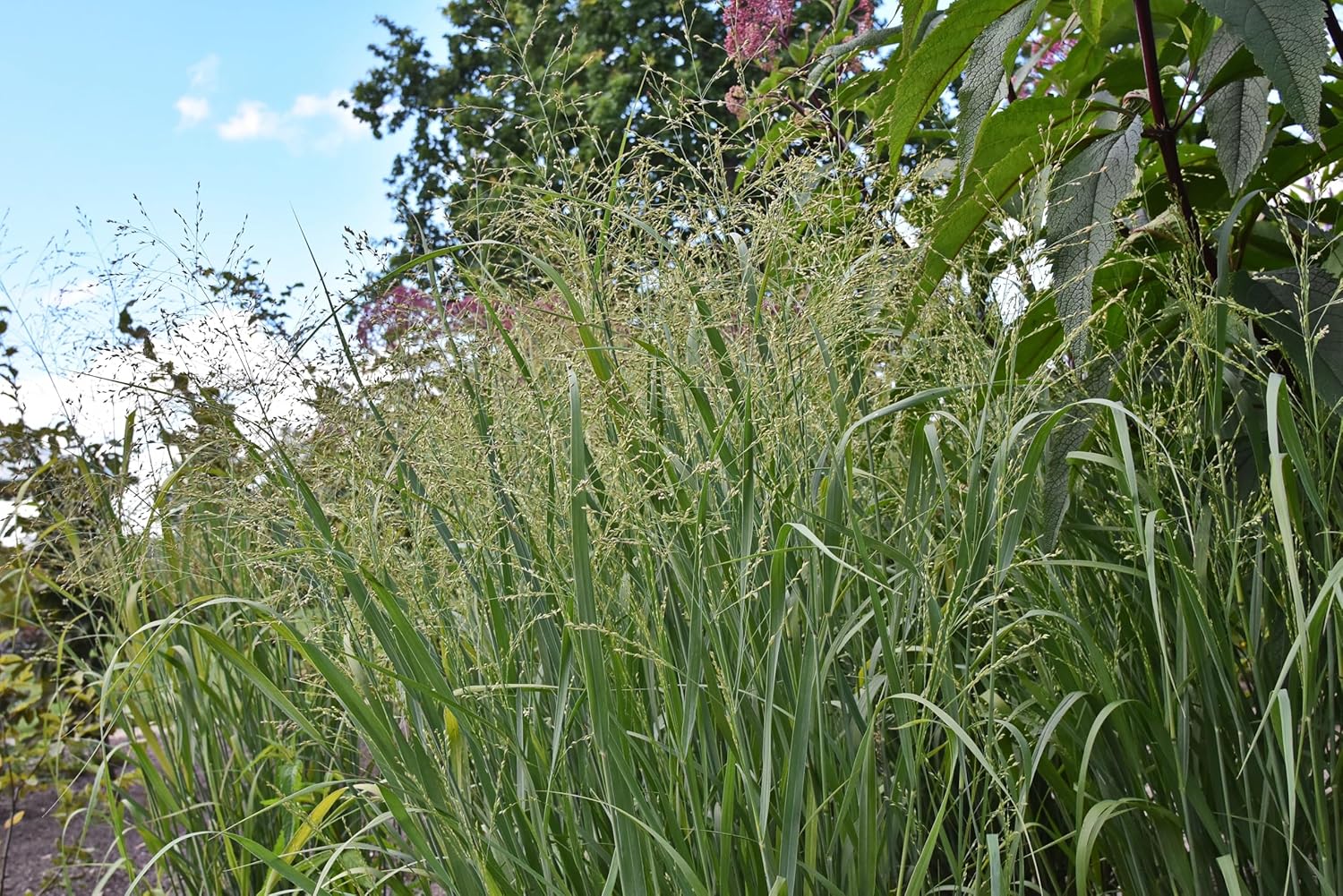 Panicum virgatum 'Strictum' / Gelbe Rutenhirse