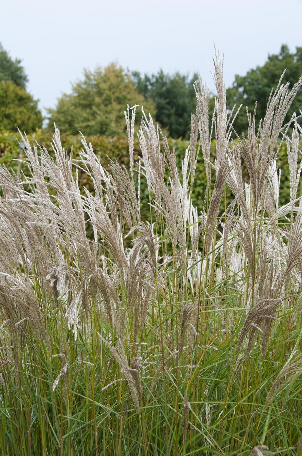 Miscanthus sinensis 'Kleine Silberspinne' / Chinaschilf