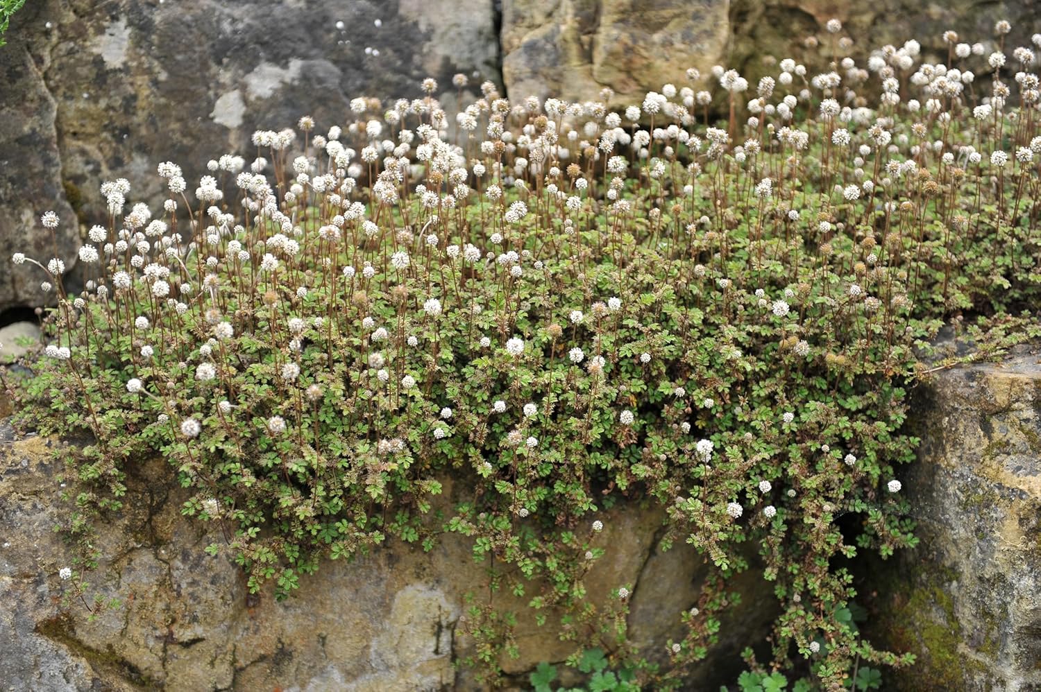 Acaena buchananni / Blaugrünes Stachelnüsschen