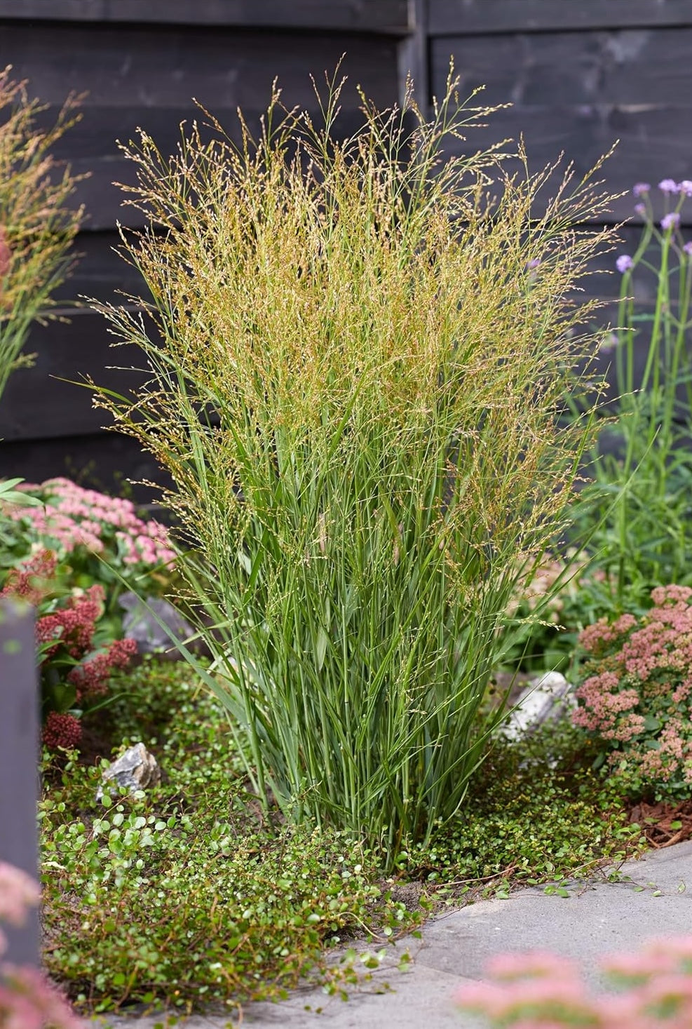 Panicum virgatum 'JS Buffalo Green' / Rutenhirse